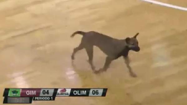 Perro Perro