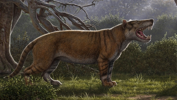 'Gran león africano' 'Gran león africano'
