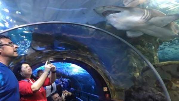 Un total de 3.437 personas visitaron el aquarium donostiarra el primer día de Semana Santa Un total de 3.437 personas visitaron el aquarium donostiarra el primer día de Semana Santa