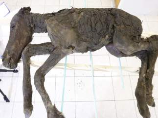 Potro de hace 42.000 años