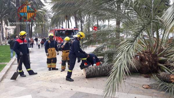 Sucesos.- Los Bomberos de Palma intervienen para trocear una palmera caída en el Passeig Sagrera Sucesos.- Los Bomberos de Palma intervienen para trocear una palmera caída en el Passeig Sagrera