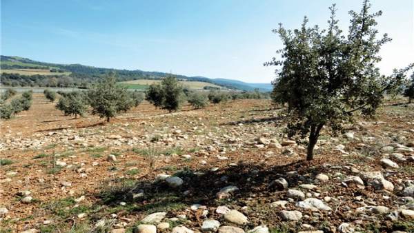 Las ayudas de la Diputación de Huesca al sector de la trufa llegan a más de 60 plantaciones de 30 localidades diferentes Las ayudas de la Diputación de Huesca al sector de la trufa llegan a más de 60 plantaciones de 30 localidades diferentes