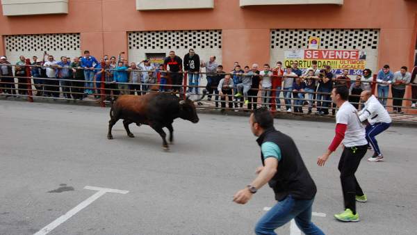 Cádiz.- Finalizan sin incidentes los encierros de la fiesta del Toro Embolao de Los Barrios Cádiz.- Finalizan sin incidentes los encierros de la fiesta del Toro Embolao de Los Barrios