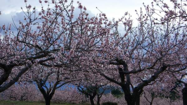 Almendro Almendro