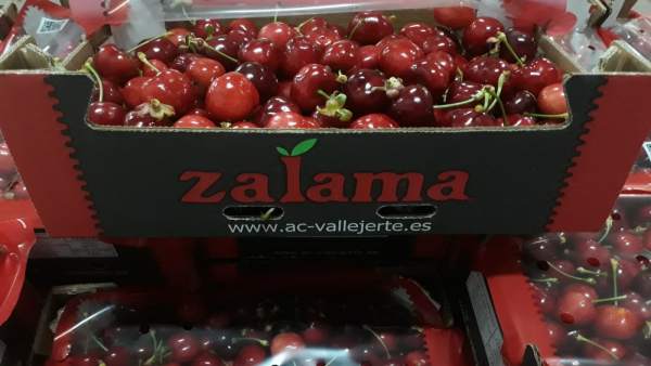 La campaña de la cereza del Valle del Jerte arranca este lunes con la entrada de los primeros kilos en las cooperativas La campaña de la cereza del Valle del Jerte arranca este lunes con la entrada de los primeros kilos en las cooperativas