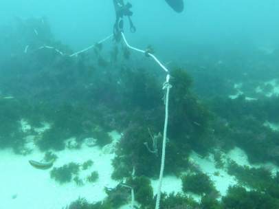 Cádiz.- Verdemar critica la presencia de 'redes fantasma que matan fauna marina en la Isla de Tarifa'