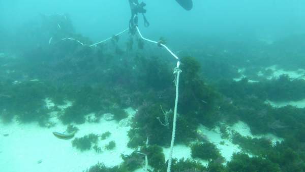 Cádiz.- Verdemar critica la presencia de 'redes fantasma que matan fauna marina en la Isla de Tarifa' Cádiz.- Verdemar critica la presencia de 'redes fantasma que matan fauna marina en la Isla de Tarifa'