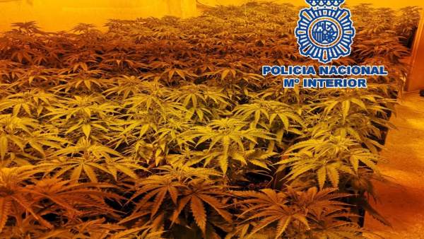 Málaga.- Sucesos.- La Policía Nacional desmantela tres invernaderos 'indoor' y se incauta de 277 plantas de marihuana Málaga.- Sucesos.- La Policía Nacional desmantela tres invernaderos 'indoor' y se incauta de 277 plantas de marihuana