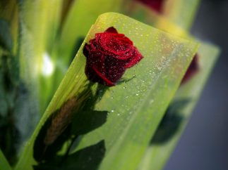 Un Sant Jordi pasado por agua
