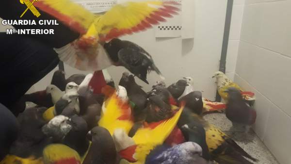 Valencia.- Sucesos.- Tres detenidos por robar 42 palomos de competición valorados en 55.000 euros Valencia.- Sucesos.- Tres detenidos por robar 42 palomos de competición valorados en 55.000 euros