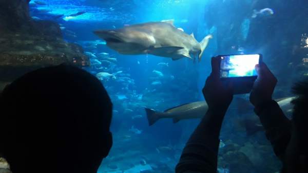 **Aquarium **Aquarium