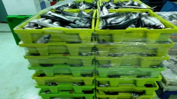 Pesca.- Intervenidos en A Coruña 4.990 kilos de caballa sin el etiquetado que garantice su trazabilidad Pesca.- Intervenidos en A Coruña 4.990 kilos de caballa sin el etiquetado que garantice su trazabilidad