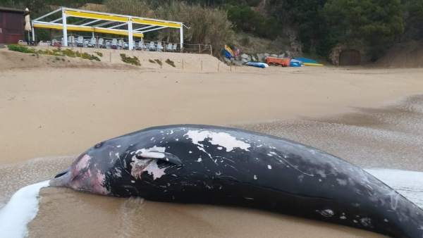 La ballena localizada en Tossa (Girona) murió embestida por un barco La ballena localizada en Tossa (Girona) murió embestida por un barco