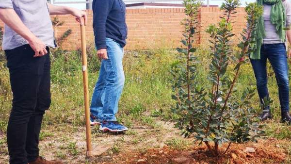 Podem planta árboles en los terrenos de la ZAL para la 'recuperación verde' de esta zona de la Punta Podem planta árboles en los terrenos de la ZAL para la 'recuperación verde' de esta zona de la Punta