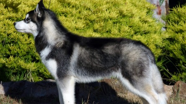 Imagen de archivo de un husky siberiano Imagen de archivo de un husky siberiano