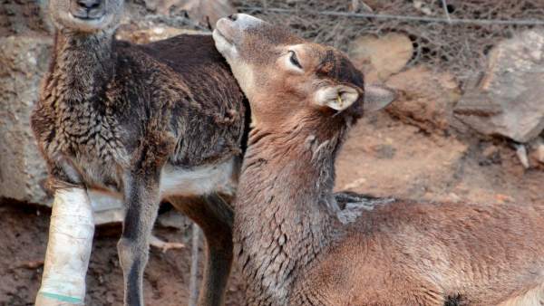 Alicante.- Terra Natura Benidorm practica por primera vez un intervención para corregir una cojera una cría de muflón Alicante.- Terra Natura Benidorm practica por primera vez un intervención para corregir una cojera una cría de muflón