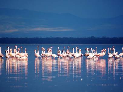 Flamencos en el lago Nakuru