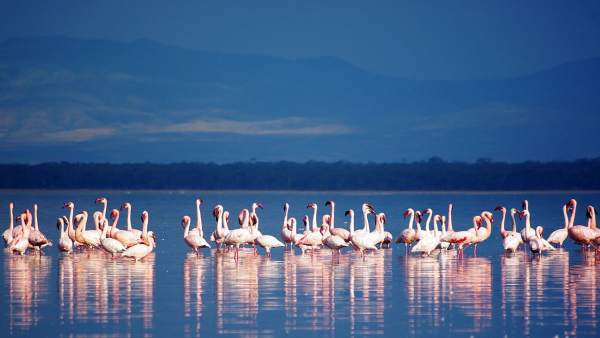 Flamencos en el lago Nakuru Flamencos en el lago Nakuru