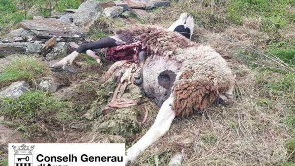 El oso Goiat mata una oveja y una cordera en Bausen (Lleida) El oso Goiat mata una oveja y una cordera en Bausen (Lleida)