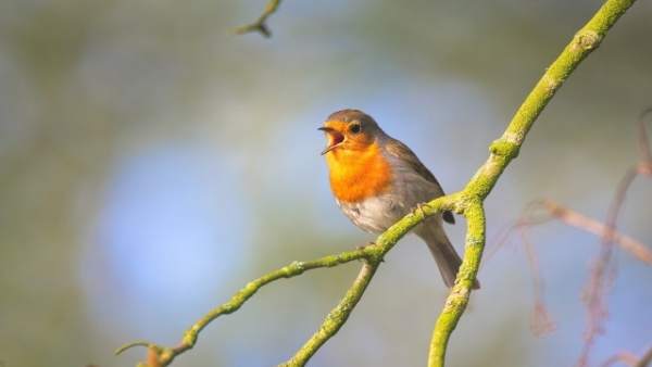 Valderejo (Álava) acoge este sábado un 'Concierto de aves' para aprender a identificar a cada especie por su canto Valderejo (Álava) acoge este sábado un 'Concierto de aves' para aprender a identificar a cada especie por su canto