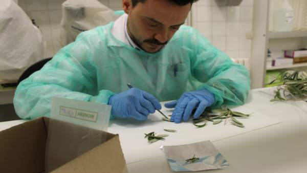 Un investigador trabaja con una muestra para detectar 'Xylella fastidiosa' Un investigador trabaja con una muestra para detectar 'Xylella fastidiosa'