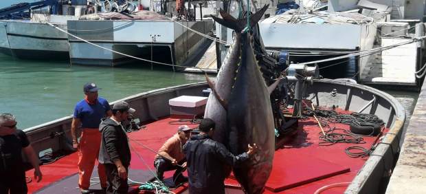 Cádiz.- La almadraba de Conil realiza la primera 'levantá' de atunes del año