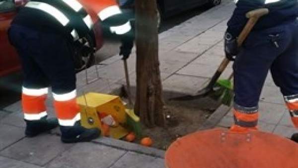 Operarios de Lipasam en la recogida de la naranja Operarios de Lipasam en la recogida de la naranja