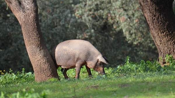 Cerdo en montanera Cerdo en montanera