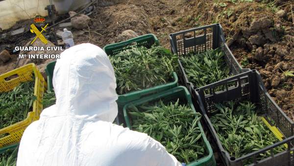 Guardia Civil desmantela una plantación de marihuana sembrada en un melonar Guardia Civil desmantela una plantación de marihuana sembrada en un melonar
