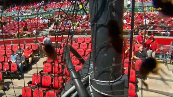 Abejas Abejas