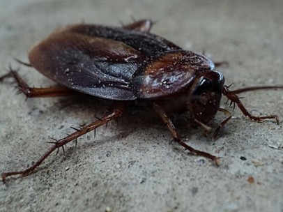 Cucaracha