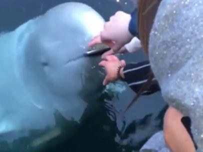 Una ballena recupera un móvil