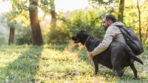 Todo lo que tienes que saber para viajar con tu mascota este verano Todo lo que tienes que saber para viajar con tu mascota este verano