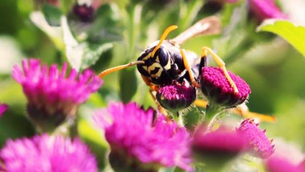 Polistes dominula Polistes dominula