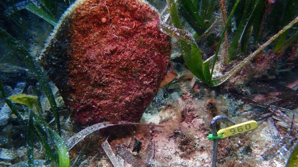El hallazgo de dos ejemplares vivos de nácar en Cabrera aumenta la esperanza de salvar esta especie de la extinción El hallazgo de dos ejemplares vivos de nácar en Cabrera aumenta la esperanza de salvar esta especie de la extinción