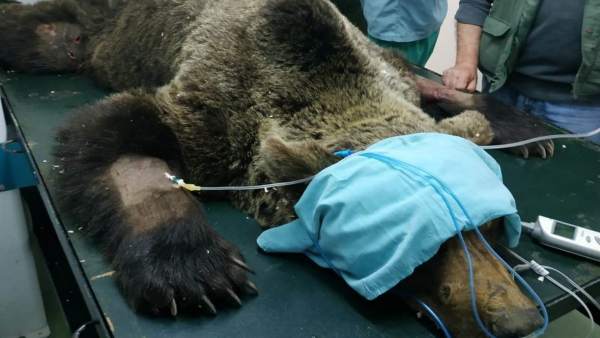 El oso rescatado en Palacios (León) se encuentra grave con sospecha de lesión medular y permanece en observación El oso rescatado en Palacios (León) se encuentra grave con sospecha de lesión medular y permanece en observación