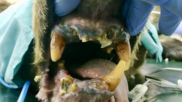 Pronóstico 'grave' del ejemplar de oso pardo hallado herido en León y trasladado a Cantabria Pronóstico 'grave' del ejemplar de oso pardo hallado herido en León y trasladado a Cantabria