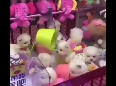 Ganchos y perros