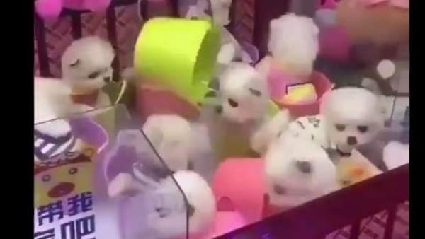 Ganchos y perros Ganchos y perros