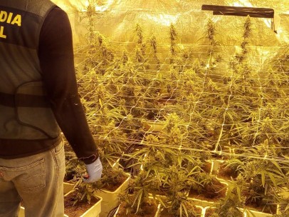 LA GUARDIA CIVIL DESMANTELA UN CULTIVO INDOOR DE MÁS DE 600 PLANTAS DE MARIHUANA EN UNA VIVIENDA DE LA LOCALIDAD DE MONT