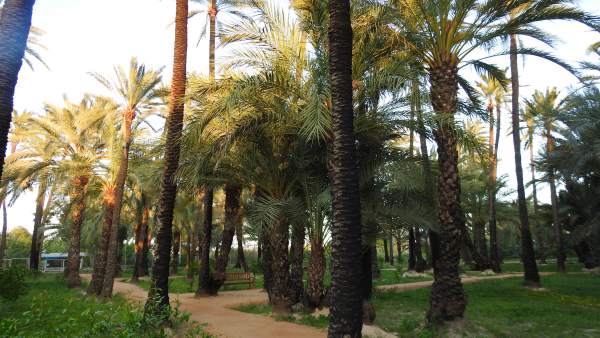La Región de Murcia celebra el Día de la Fascinación por las Plantas recordando la importancia de las palmeras europeas La Región de Murcia celebra el Día de la Fascinación por las Plantas recordando la importancia de las palmeras europeas