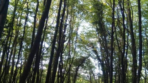 Sucesos.- Rescatada una mujer en Pomar (Palencia) tras quedar colgada en un árbol cuando practicana ala delta Sucesos.- Rescatada una mujer en Pomar (Palencia) tras quedar colgada en un árbol cuando practicana ala delta