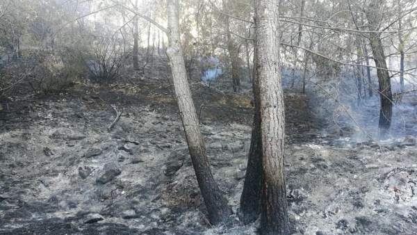 Alicante.- Sucesos.- Un incendio calcina media hectárea de un pinar en una urbanización de Xàbia Alicante.- Sucesos.- Un incendio calcina media hectárea de un pinar en una urbanización de Xàbia