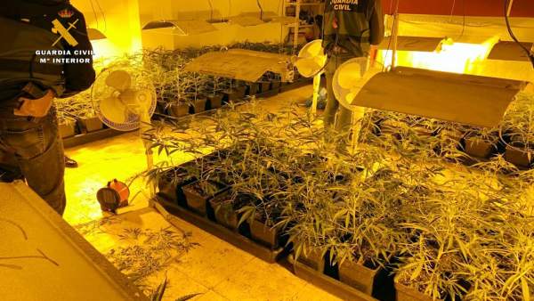 Desmantelan una plantación de marihuana en Sonabia e intervienen cinco tipos de drogas Desmantelan una plantación de marihuana en Sonabia e intervienen cinco tipos de drogas