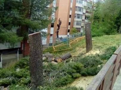 Tala de árboles