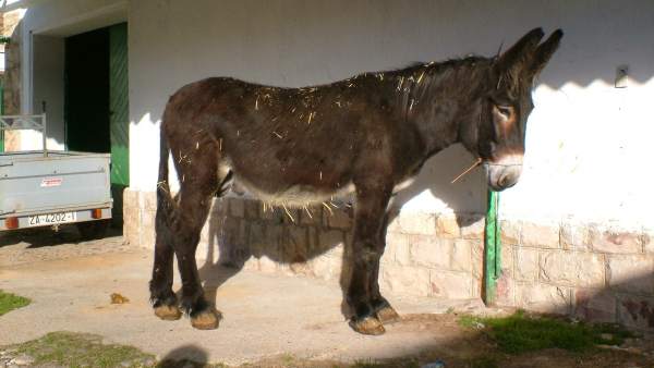 Burro Burro