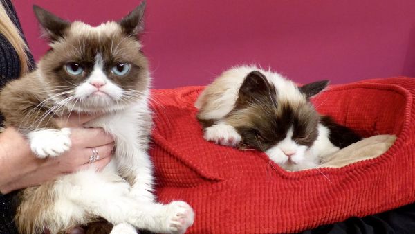 Muere el gato más famoso de internet Muere el gato más famoso de internet