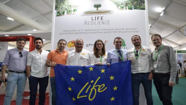 Jaén.- Life Resilience trabaja con 1.050 genotipos de variedades de olivos para buscar los más resistentes a la Xylella Jaén.- Life Resilience trabaja con 1.050 genotipos de variedades de olivos para buscar los más resistentes a la Xylella