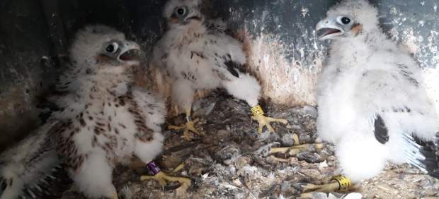 Cádiz.- Trece halcones peregrinos nacen en cuatro años en la Torre de electricidad de Puntales, en la Bahía
