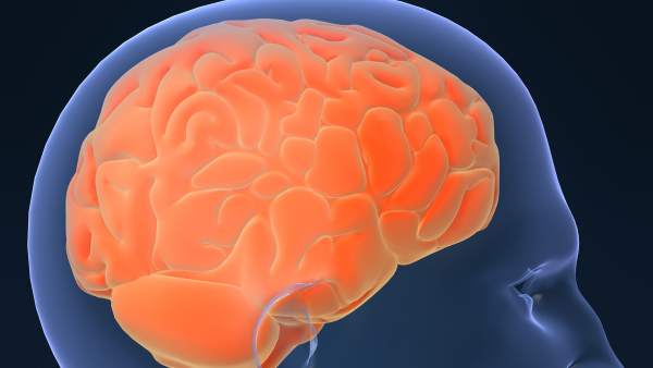 Cerebro Cerebro